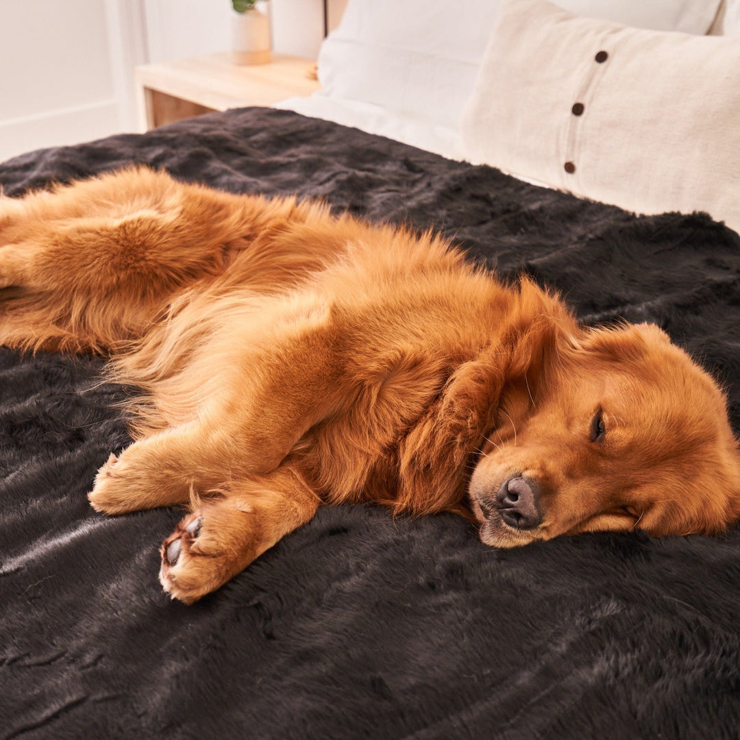 PupProtector™ Short Fur Waterproof Throw Blanket - Midnight Black - - Dog Blanket by Paw.com