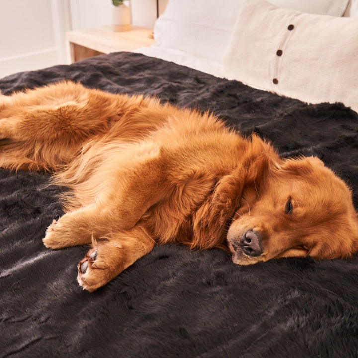 PupProtector™ Short Fur Waterproof Throw Blanket - Midnight Black - - Dog Blanket by Paw.com