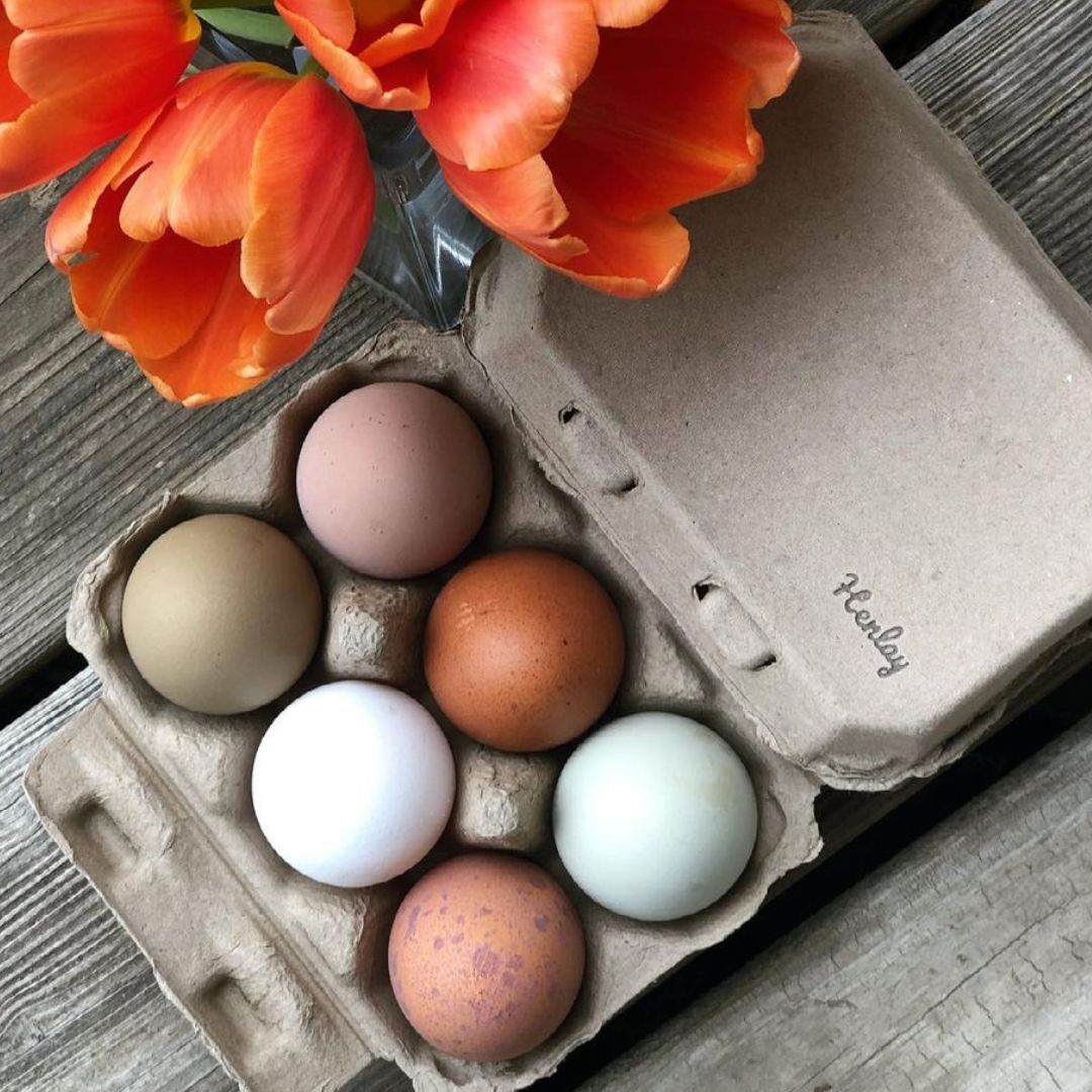 Half Dozen Egg Cartons - Henlay Blank Flat Top, Six Pack, 2 colors, 20 or 100 - - Egg Cartons by My Pet Chicken