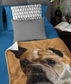 Petsies Custom Pet Photo Blankets