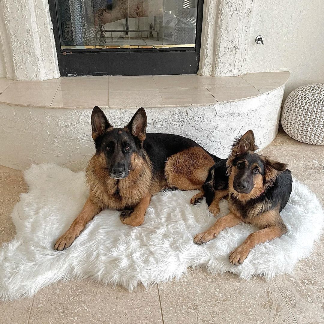 PupRug by Paw.com® Faux Fur Orthopedic Dog Bed - Curve Polar White - - Dog Beds by Paw.com