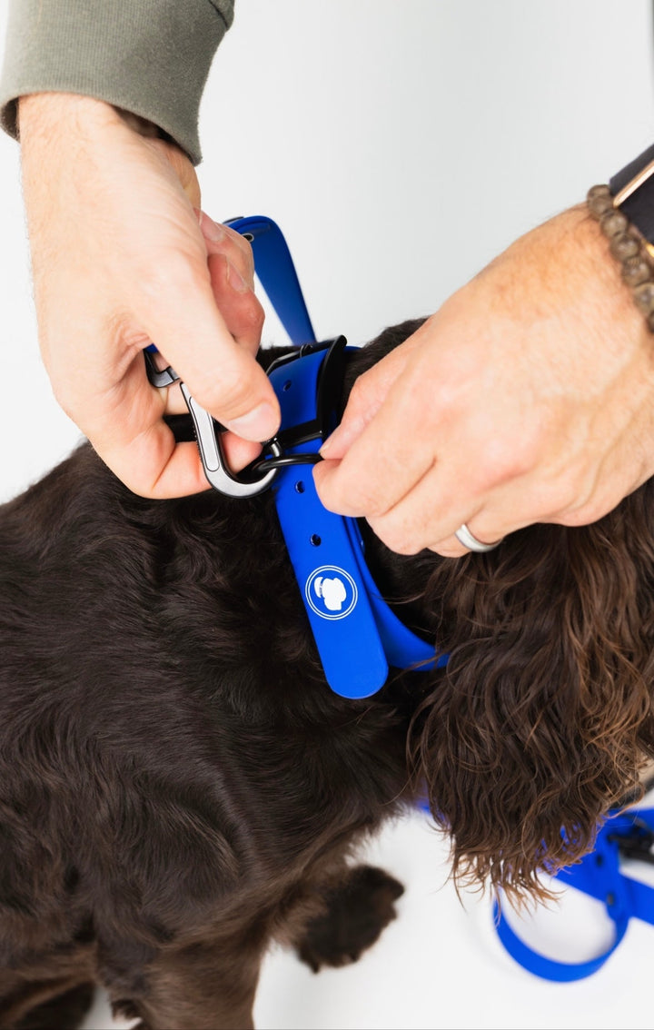 The Modern Dog Company - Royal Blue Collar (Weather + Odor Resistant) - - by The Modern Dog Company Store