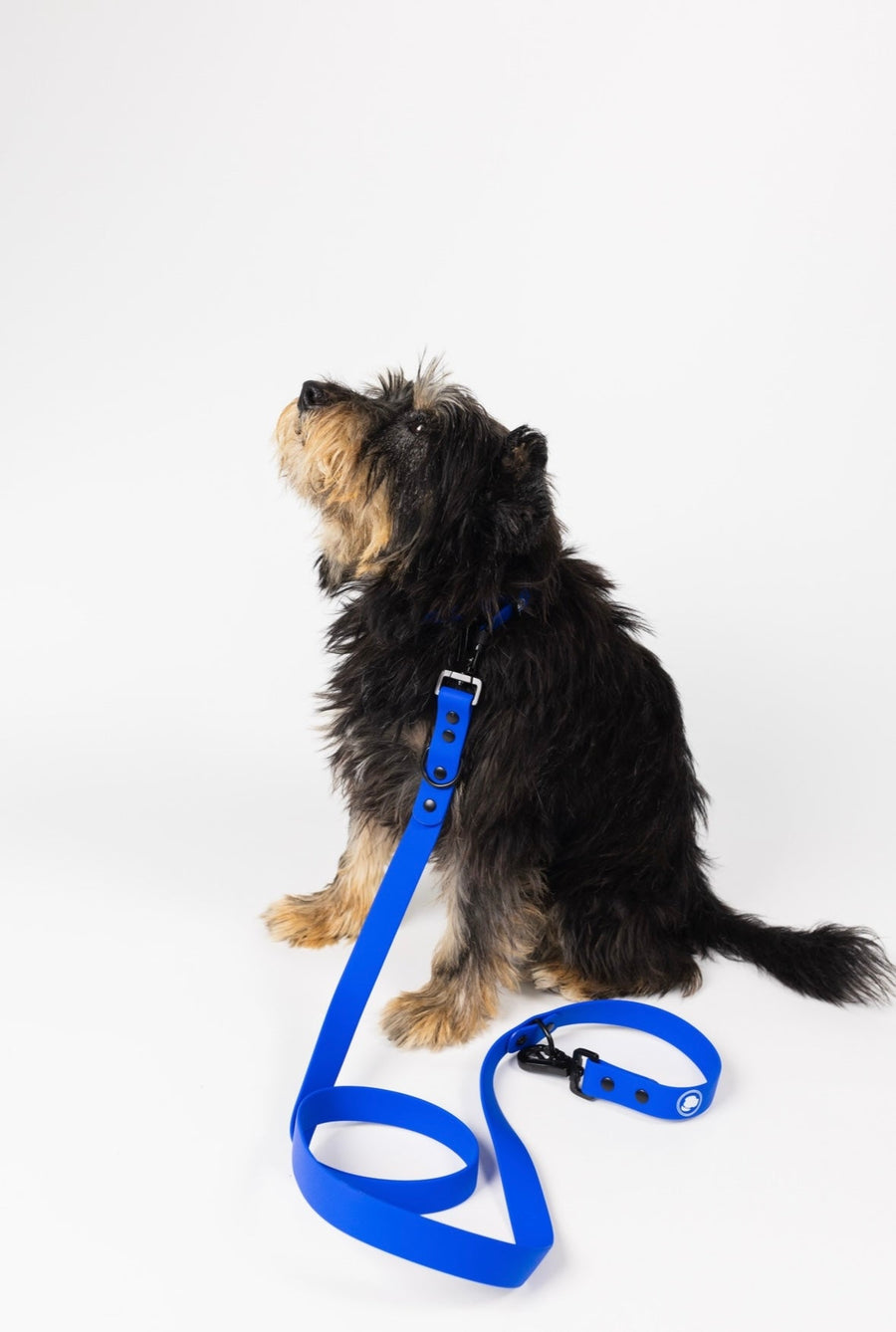 The Modern Dog Company - Royal Blue Leash (Weather + Odor Resistant) - - by The Modern Dog Company Store