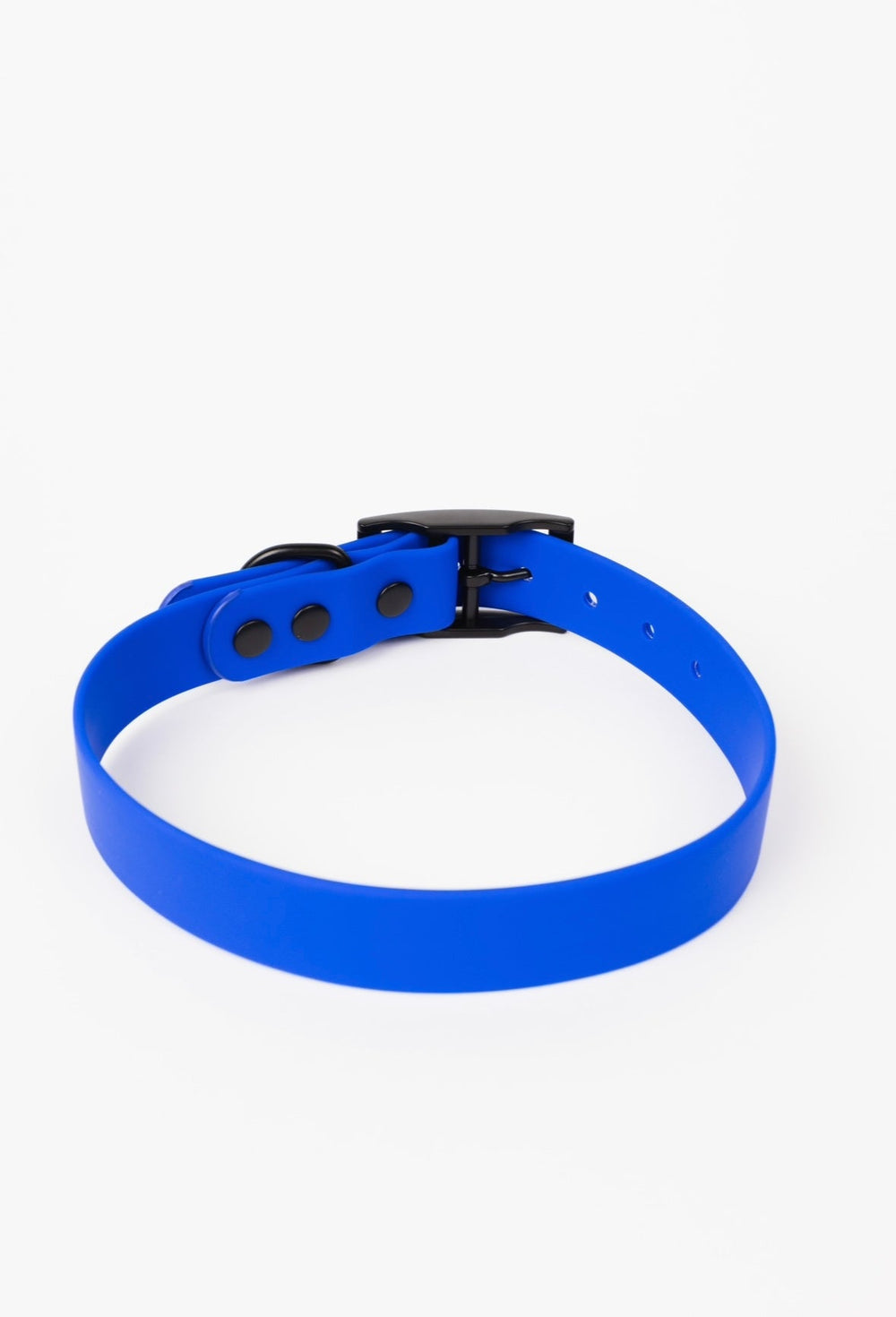 The Modern Dog Company - Royal Blue Collar (Weather + Odor Resistant) - - by The Modern Dog Company Store