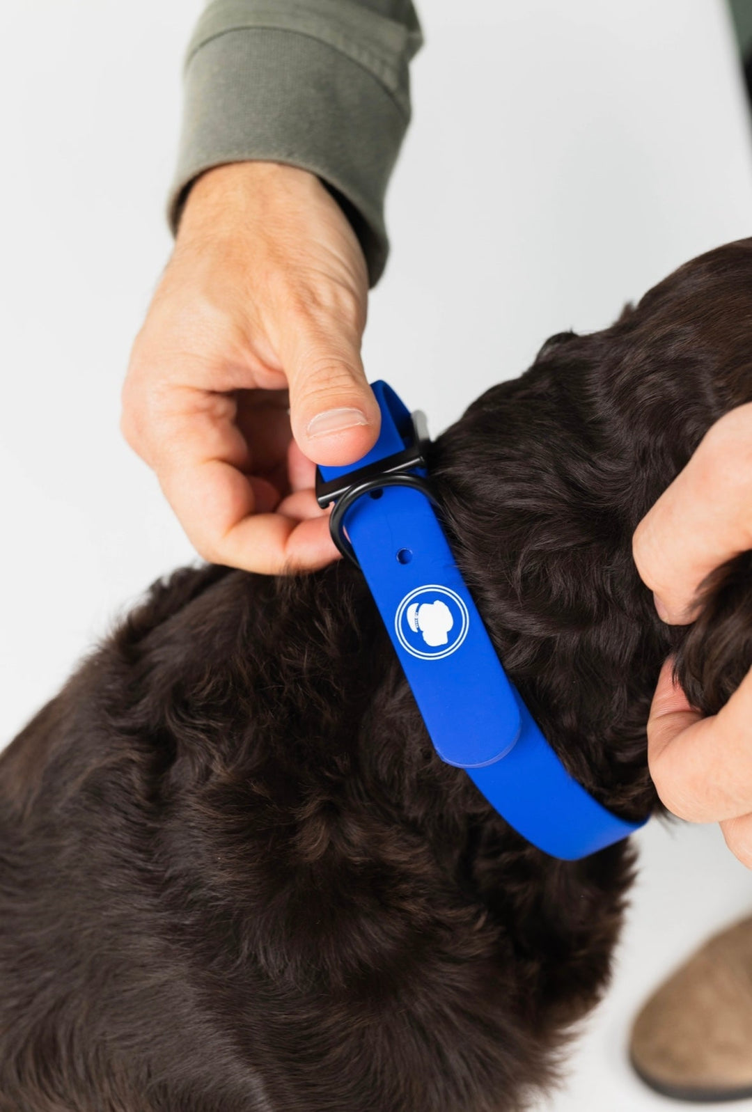 The Modern Dog Company - Royal Blue Collar (Weather + Odor Resistant) - - by The Modern Dog Company Store