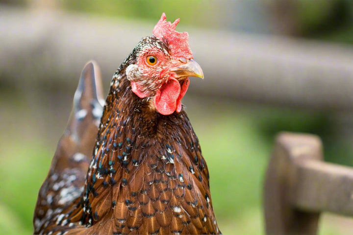 Blue Egg, Blue Laced & Speckled Trio – Buy 6 + 6 Bonus Free (12 Female Chicks, Shipping Included) - - baby chicks by Az Chickens