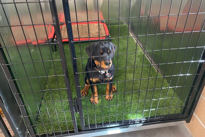 K9 Kennel Store Quick N Clean Galvanized Kennel Pod - - Dog Kennels & Runs by K9 Kennel Store