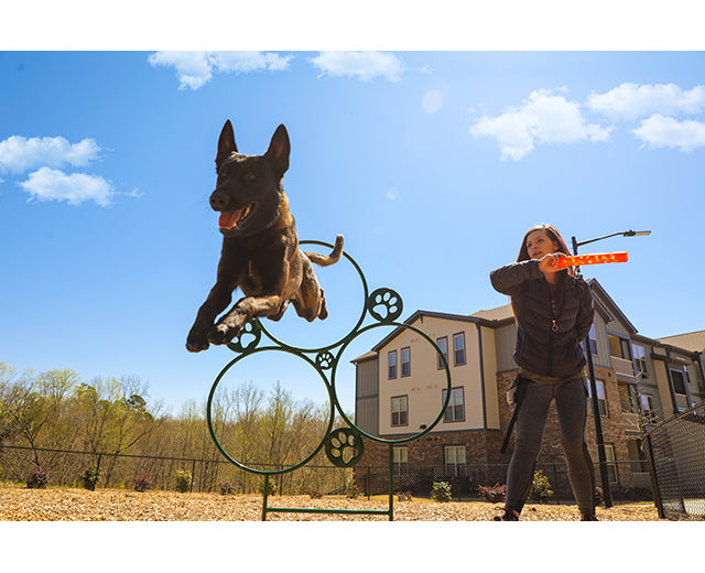 BarkPark Hoop Jump - - by BarkPark