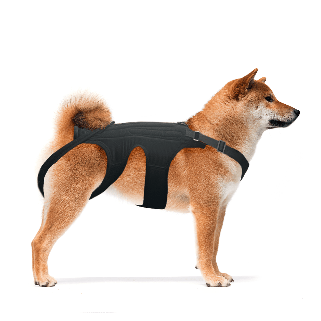 NeoAlly Dog Back Brace for Dogs with Inserts for Extra Support - - by Neoallypets