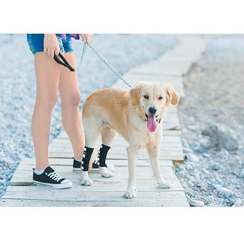 NeoAlly Dog Rear Leg Hock Brace with Safety Reflective Straps for Large Dogs [Long Version] - - by Neoallypets
