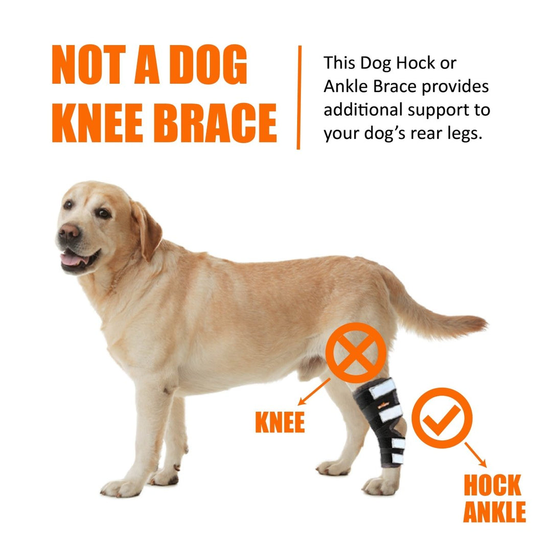 NeoAlly Dog Rear Leg Hock Brace with Safety Reflective Straps for Large Dogs [Long Version] - - by Neoallypets