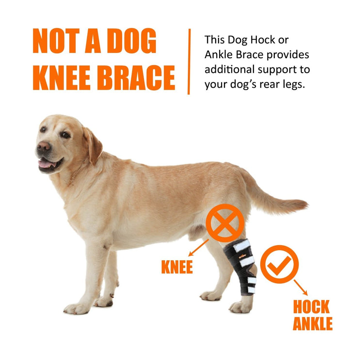 NeoAlly Dog Rear Leg Hock Brace with Safety Reflective Straps for Large Dogs [Long Version] - - by Neoallypets