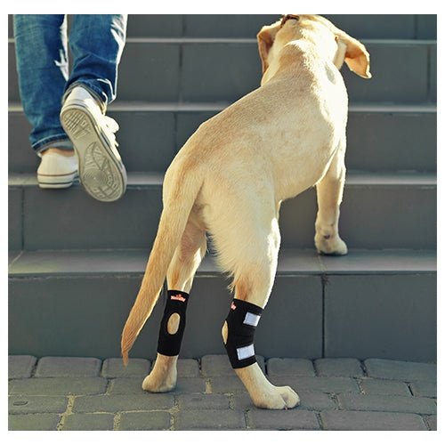 NeoAlly Dog Rear Leg Hock Brace with Safety Reflective Straps for Small Dogs [Short Version] - - by Neoallypets