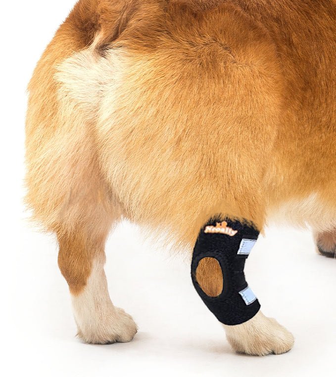 NeoAlly Dog Rear Leg Hock Brace with Safety Reflective Straps for Small Dogs [Short Version] - Right - by Neoallypets