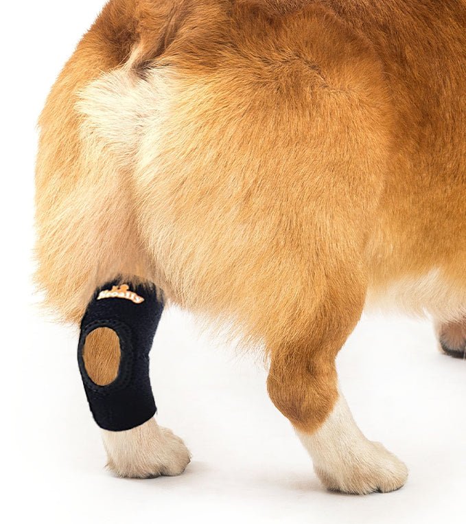 NeoAlly Dog Rear Leg Hock Brace with Safety Reflective Straps for Small Dogs [Short Version] - Left - by Neoallypets