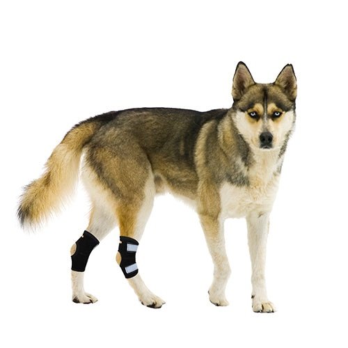 NeoAlly Rear Leg Hock Brace - Metal Spring Strips for Small Dogs [Short Version] (Pair) - - by Neoallypets