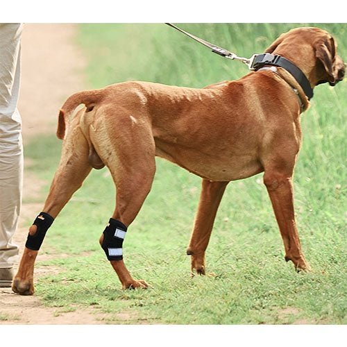 NeoAlly Rear Leg Hock Brace - Metal Spring Strips for Small Dogs [Short Version] (Pair) - - by Neoallypets
