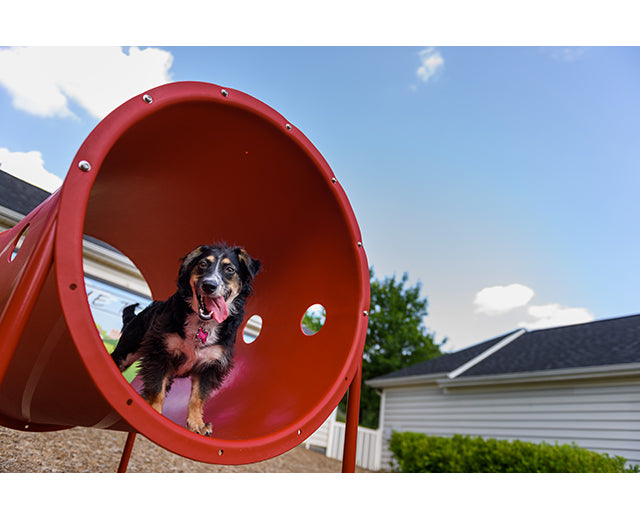 BarkPark Doggie Crawl - - by BarkPark