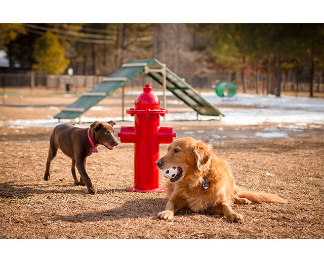 BarkPark Fire Hydrant - - by BarkPark