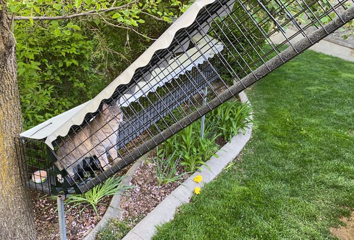 K9 Kennel Store Outdoor Catio Ramp - - Catio by K9 Kennel Store