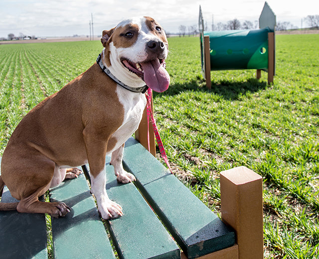 BarkPark Recycled Grooming Table - - by BarkPark