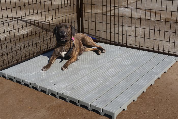 K9 Kennel Store Raised Dog Kennel Flooring - - Dog Kennels & Runs Accessories by K9 Kennel Store
