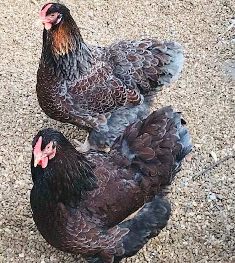 Blue Laced Red Wyandotte Chicks – Buy 6 + 4 Bonus Free (10 Females Total, Shipping Included) - - Speckled Sussex Chicks by Az Chickens