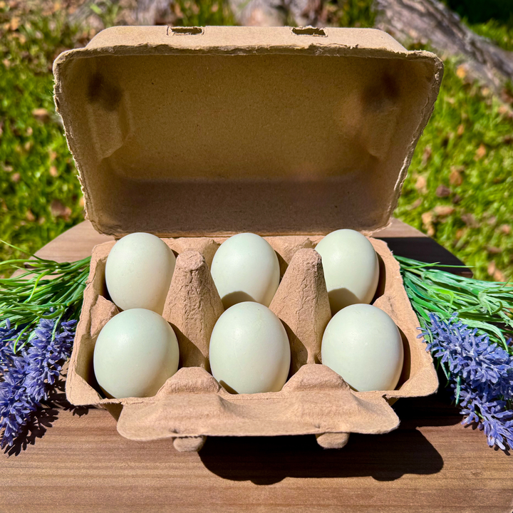 Henlay Duck Egg Cartons - Holds Half Dozen Jumbo Eggs- Blank Flat Top, 2 colors, 20 or 100 - - Egg Cartons by My Pet Chicken