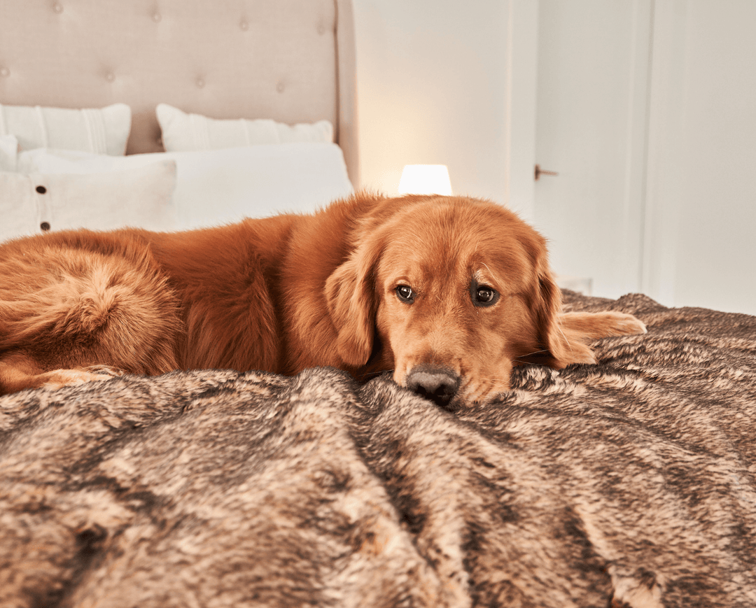 PupProtector™ Short Fur Waterproof Throw Blanket - Sable Tan - - Dog Blanket by Paw.com