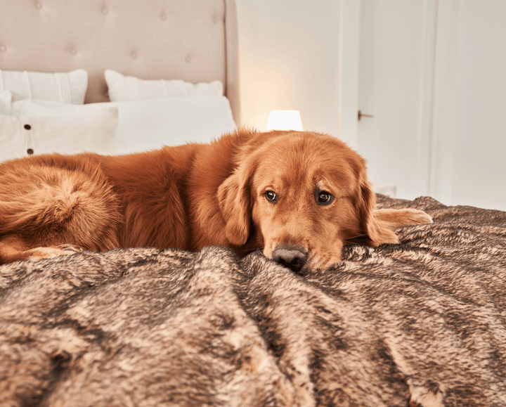 PupProtector™ Short Fur Waterproof Throw Blanket - Sable Tan - - Dog Blanket by Paw.com