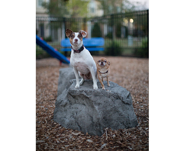 BarkPark Stepping Stones - - by BarkPark