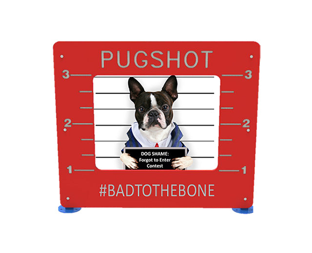 BarkPark Pug Shot - - by BarkPark