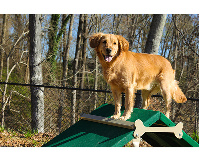 BarkPark King of The Hill - - by BarkPark