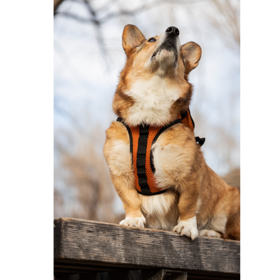 K9 Sport Sack® Walk- On with Harness & Storage