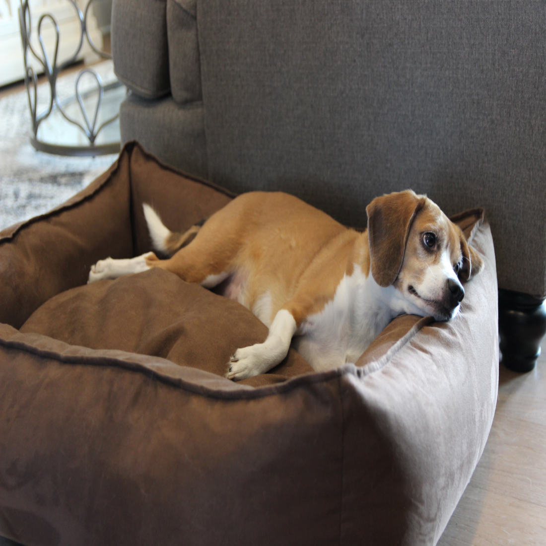 Buddyrest dog bed cheap