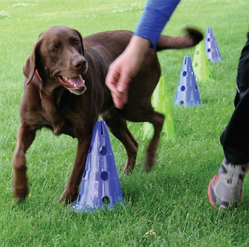 FitPAWS CanineGym Gear Agility Kit - - Training by FitPAWS