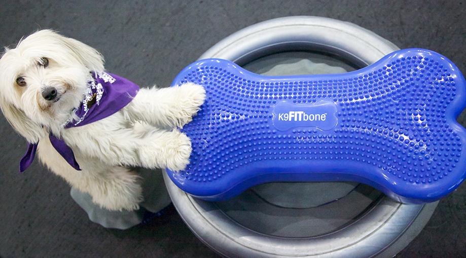 FitPAWS Circular Product Holder