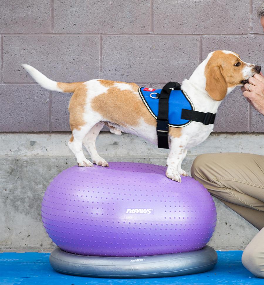 FitPAWS Circular Product Holder