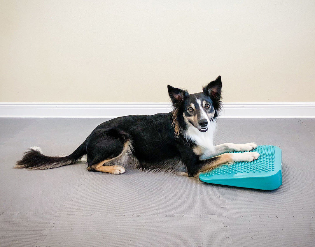 FitPAWS Balance Ramp - - Training by FitPAWS