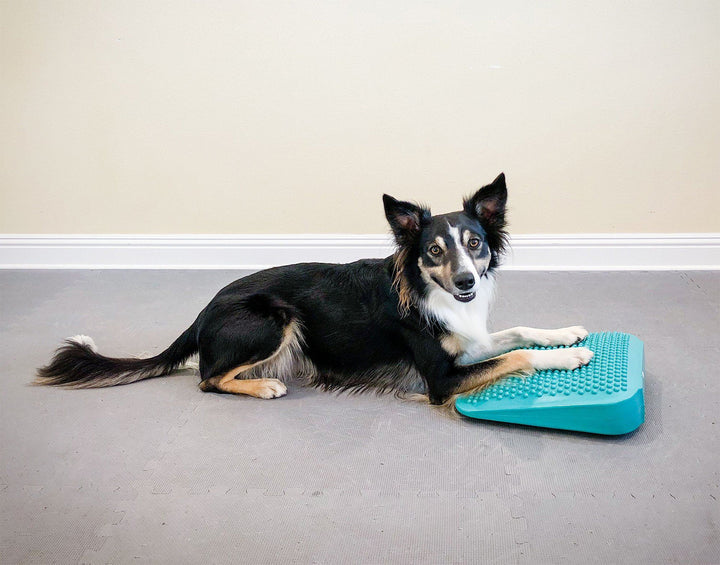 FitPAWS Balance Ramp - - Training by FitPAWS