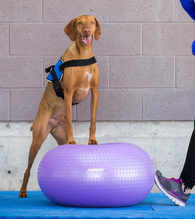 FitPaws TRAX™ Donut - - Training by FitPAWS