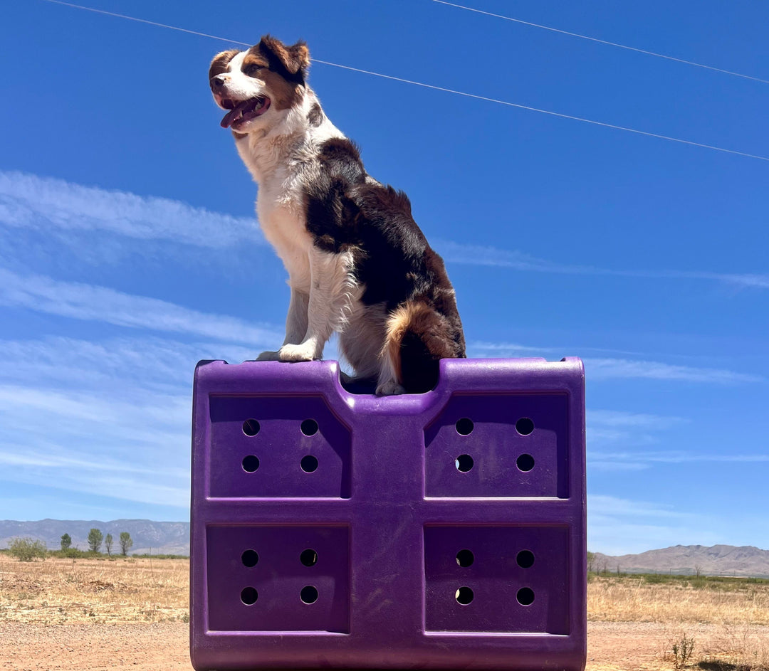 Dakota283 G3 Medium Framed Kennel - - Dog crates by Dakota 283