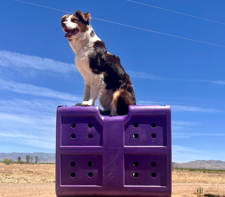 Dakota283 G3 Medium Framed Kennel - - Dog crates by Dakota 283
