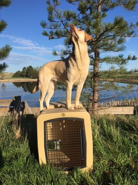 Dakota283 G3 Large Framed Kennel - - Dog crates by Dakota 283